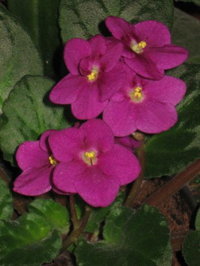 Name:  IMG_5178.jpg
Views: 873
Size:  29.9 KB