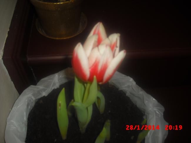 Name:  CIMG5718.jpg
Views: 444
Size:  20.4 KB