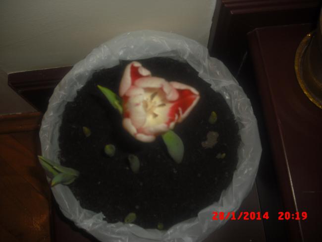 Name:  CIMG5717.jpg
Views: 460
Size:  22.1 KB