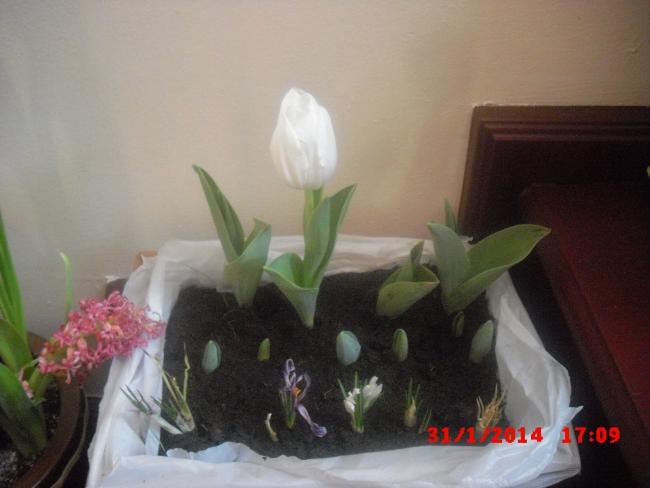 Name:  CIMG5748.jpg
Views: 955
Size:  31.1 KB