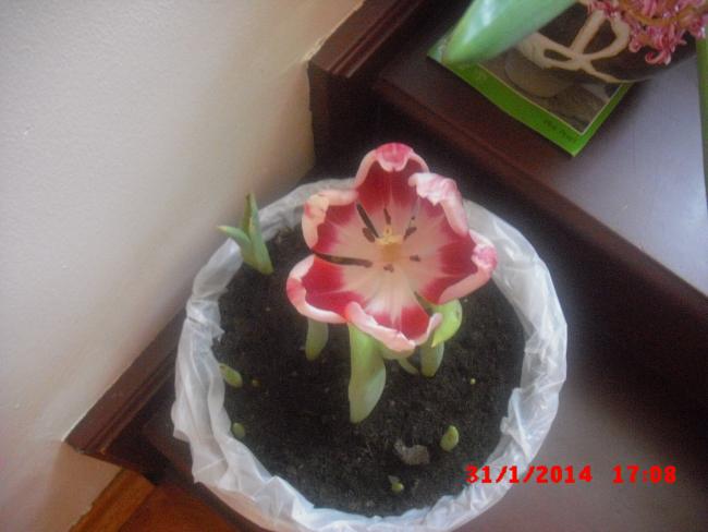 Name:  CIMG5747.jpg
Views: 485
Size:  34.0 KB