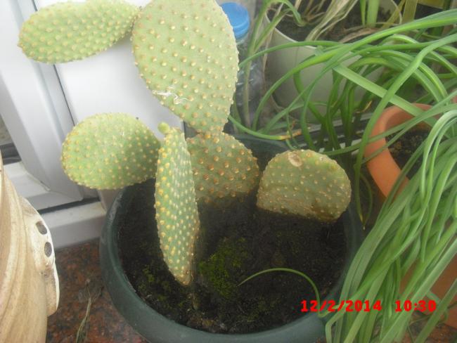 Name:  CIMG5783.jpg
Views: 454
Size:  45.9 KB