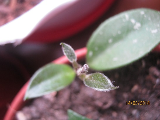 Name:  h. cv. chouke.jpg
Views: 1162
Size:  54.6 KB