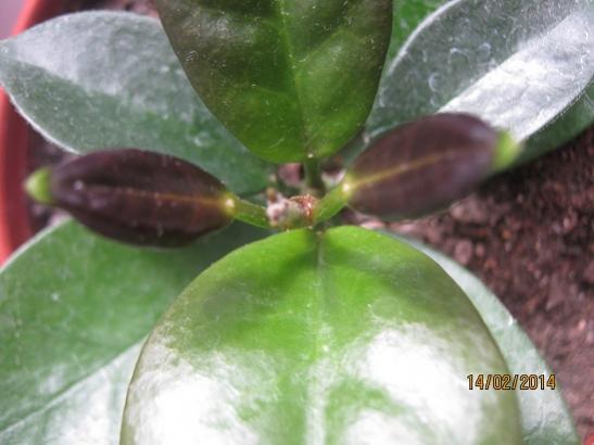 Name:  h australis.jpg
Views: 1124
Size:  29.2 KB