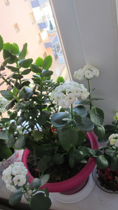 Name:  IMG_3504.jpg
Views: 494
Size:  37.2 KB