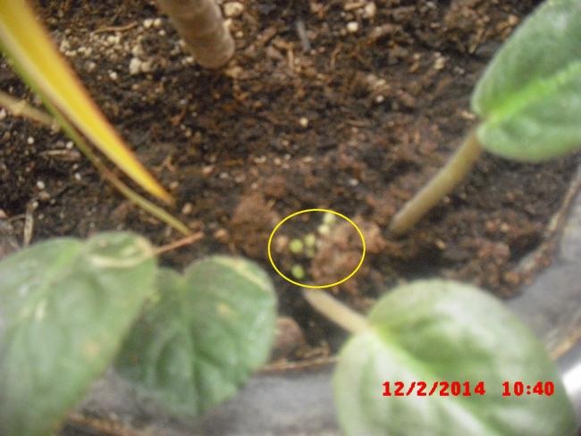 Name:  CIMG5799.jpg
Views: 411
Size:  41.5 KB