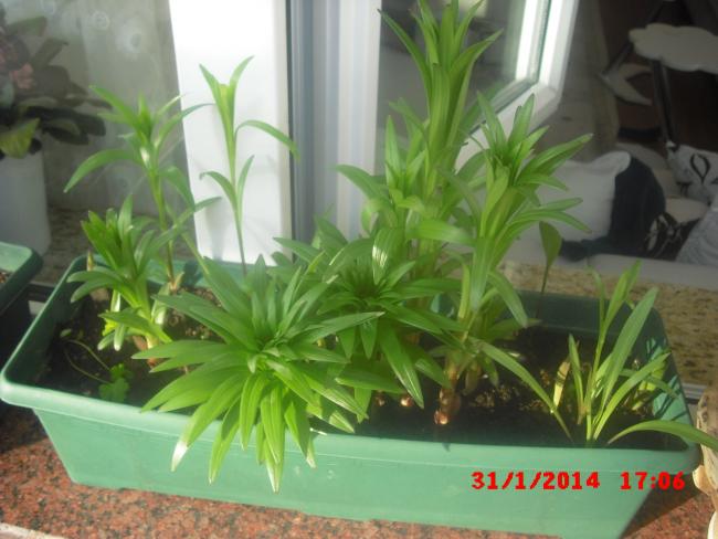 Name:  CIMG5738.jpg
Views: 472
Size:  43.2 KB