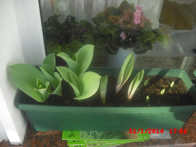 Name:  CIMG5739.jpg
Views: 433
Size:  37.8 KB