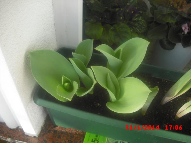 Name:  CIMG5740.jpg
Views: 432
Size:  32.2 KB