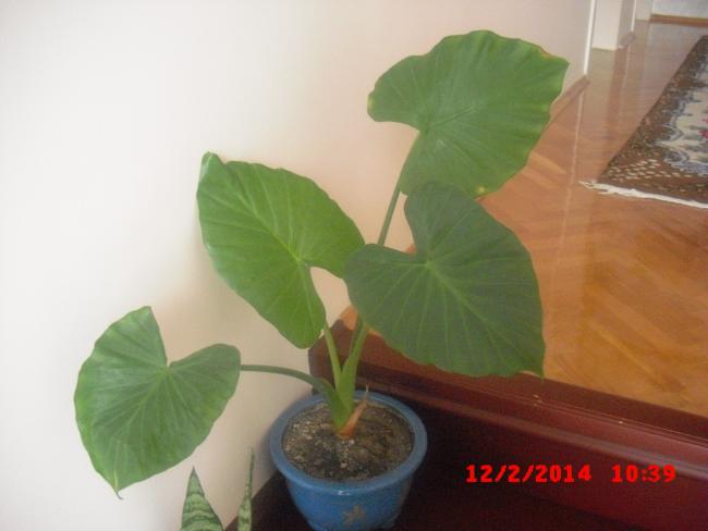 Name:  CIMG5798.jpg
Views: 469
Size:  27.0 KB
