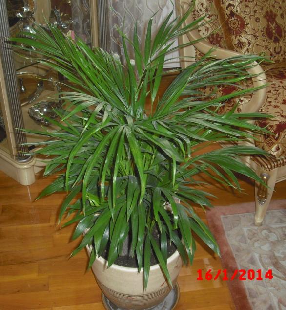 Name:  CIMG5596.jpg
Views: 539
Size:  72.7 KB