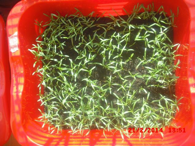 Name:  CIMG5808.jpg
Views: 484
Size:  70.3 KB