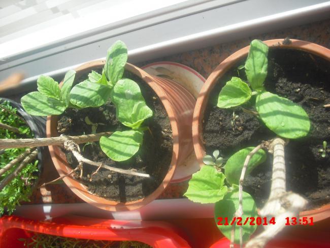 Name:  CIMG5810.jpg
Views: 488
Size:  51.8 KB