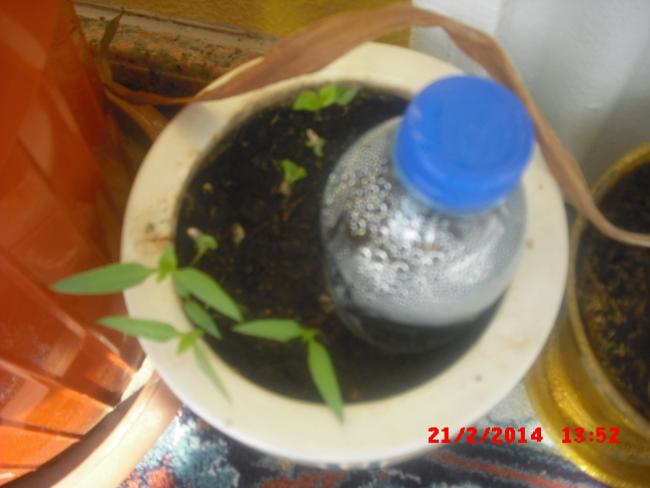Name:  CIMG5812.jpg
Views: 482
Size:  32.3 KB