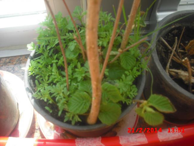 Name:  CIMG5806.jpg
Views: 478
Size:  38.6 KB