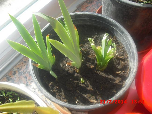 Name:  CIMG5803.jpg
Views: 486
Size:  48.0 KB