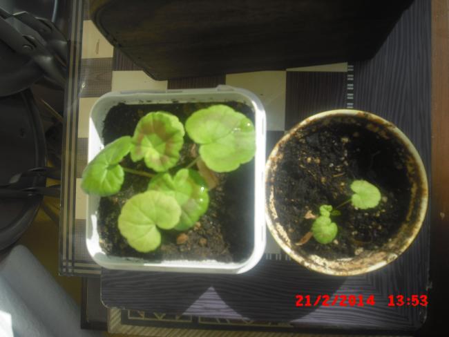 Name:  CIMG5817.jpg
Views: 482
Size:  35.2 KB