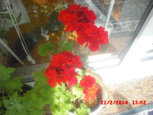 Name:  CIMG5813.jpg
Views: 487
Size:  39.8 KB