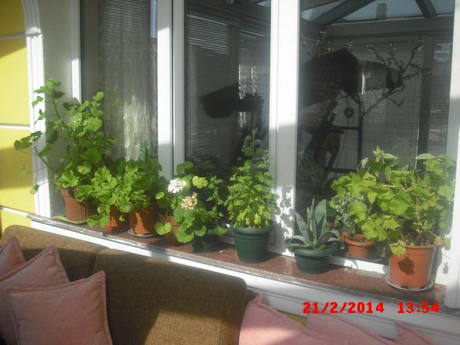 Name:  CIMG5820.jpg
Views: 500
Size:  46.2 KB