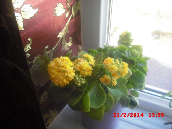 Name:  CIMG5823.jpg
Views: 928
Size:  35.8 KB