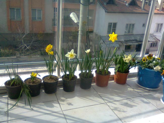 Name:  Fotoraf4289.jpg
Views: 609
Size:  50.8 KB