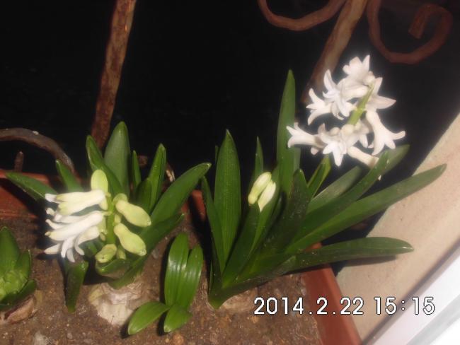 Name:  CIMG5042.jpg
Views: 817
Size:  35.1 KB