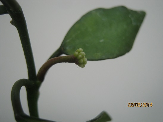 Name:  lacunosa.jpg
Views: 1117
Size:  38.8 KB