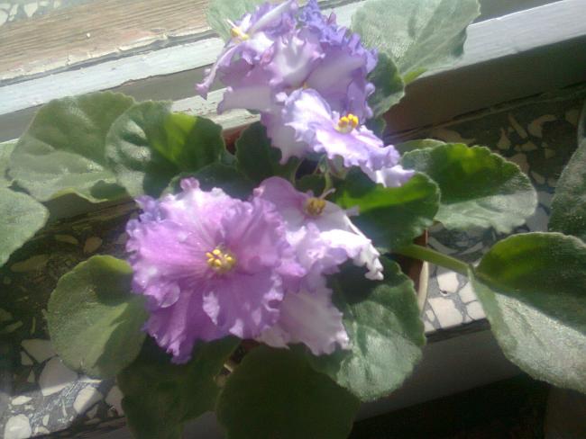 Name:  Fotoraf3789.jpg
Views: 541
Size:  42.1 KB