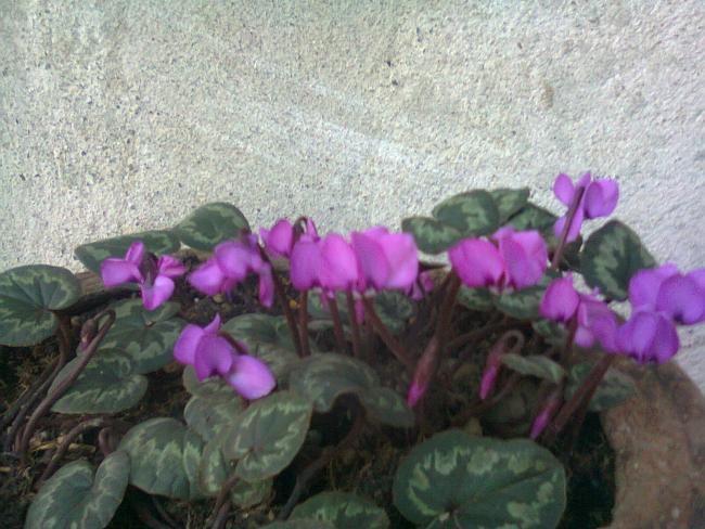 Name:  Fotoraf4109.jpg
Views: 562
Size:  55.8 KB