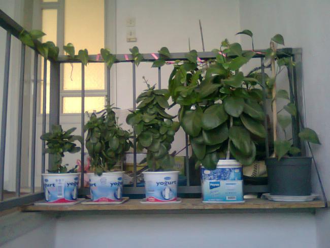 Name:  Fotoraf4103.jpg
Views: 570
Size:  41.3 KB