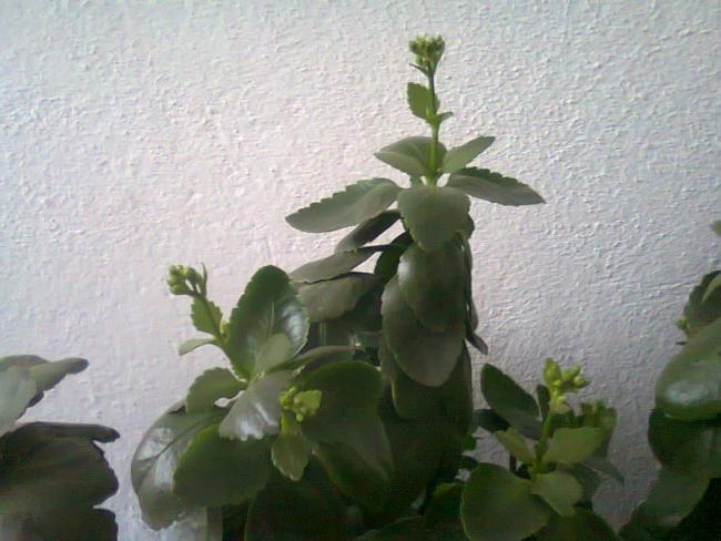 Name:  Fotoraf4091.jpg
Views: 547
Size:  44.9 KB