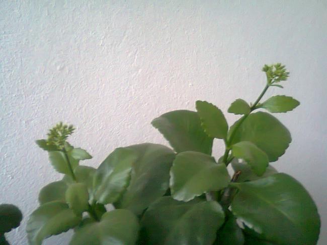 Name:  Fotoraf4092.jpg
Views: 553
Size:  33.0 KB