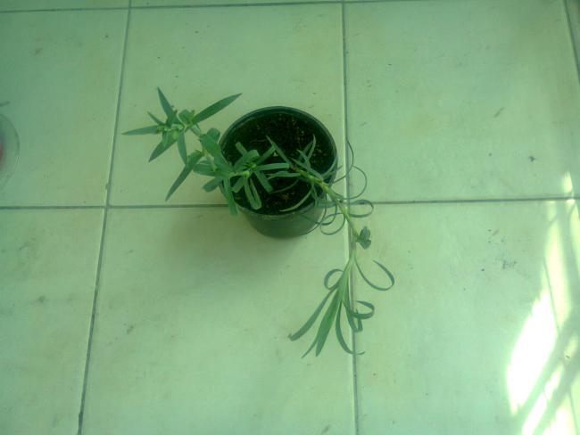 Name:  Fotoraf4308.jpg
Views: 549
Size:  24.3 KB