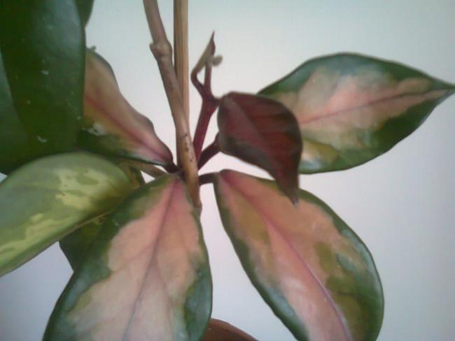 Name:  Fotoraf4326.jpg
Views: 572
Size:  26.1 KB