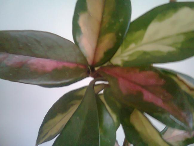 Name:  Fotoraf4327.jpg
Views: 591
Size:  26.5 KB