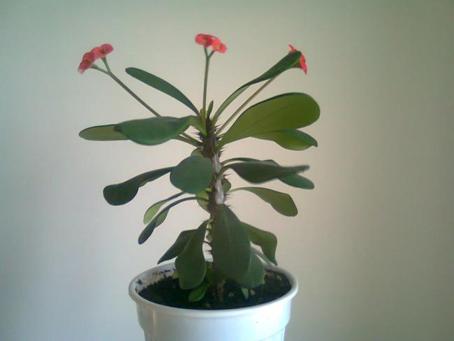 Name:  Fotoraf4328.jpg
Views: 599
Size:  22.6 KB