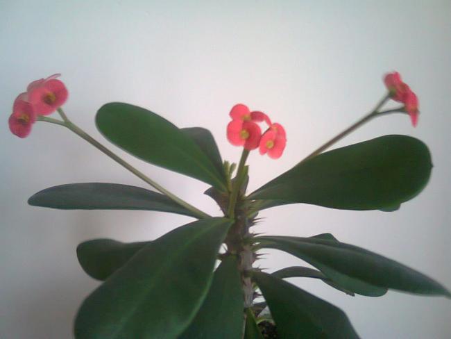 Name:  Fotoraf4329.jpg
Views: 604
Size:  23.3 KB