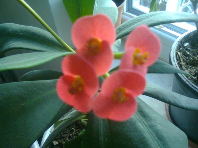 Name:  Fotoraf4331.jpg
Views: 602
Size:  40.8 KB