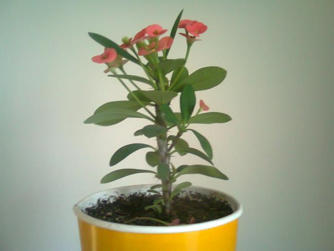 Name:  Fotoraf4332.jpg
Views: 695
Size:  23.7 KB