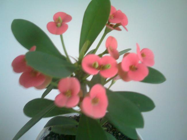 Name:  Fotoraf4333.jpg
Views: 714
Size:  25.0 KB