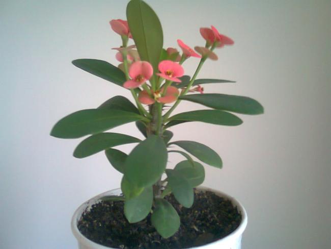 Name:  Fotoraf4334.jpg
Views: 745
Size:  24.4 KB