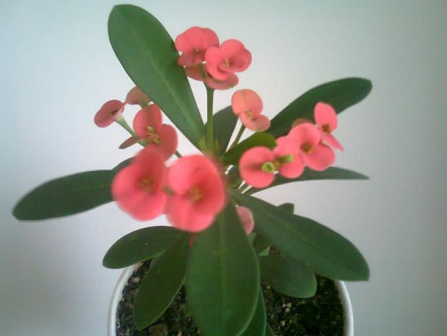 Name:  Fotoraf4335.jpg
Views: 711
Size:  25.2 KB