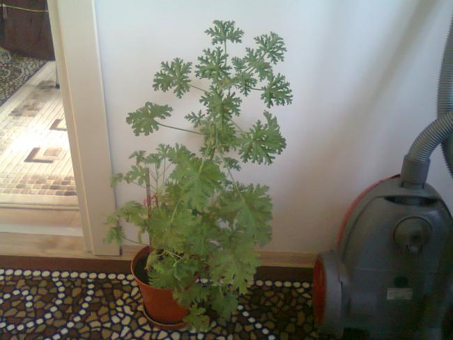 Name:  Fotoraf4336.jpg
Views: 603
Size:  38.5 KB