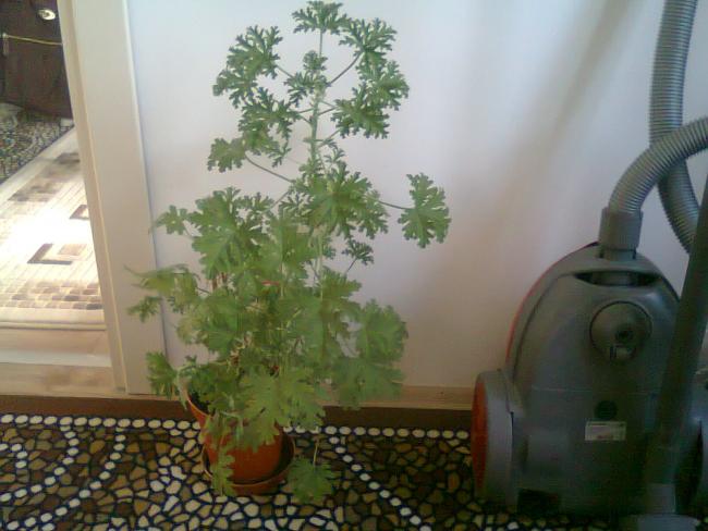 Name:  Fotoraf4337.jpg
Views: 610
Size:  42.0 KB