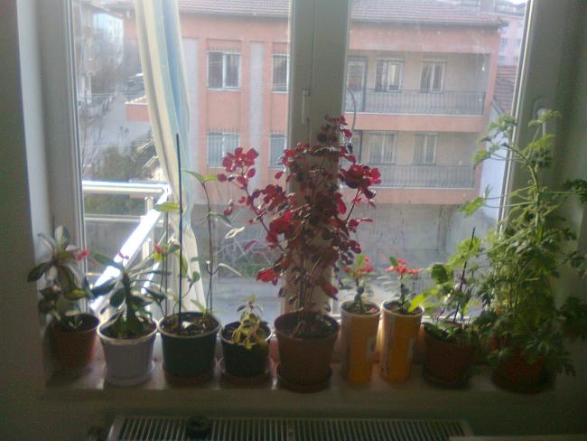Name:  Fotoraf4338.jpg
Views: 608
Size:  43.9 KB