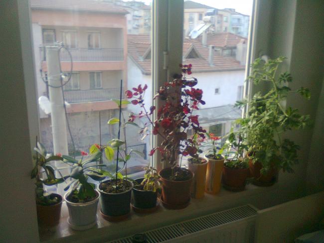 Name:  Fotoraf4339.jpg
Views: 585
Size:  42.7 KB