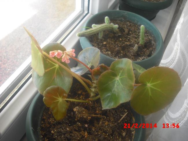 Name:  CIMG5824.jpg
Views: 398
Size:  42.4 KB
