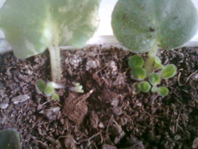 Name:  Fotoraf4349.jpg
Views: 949
Size:  45.5 KB