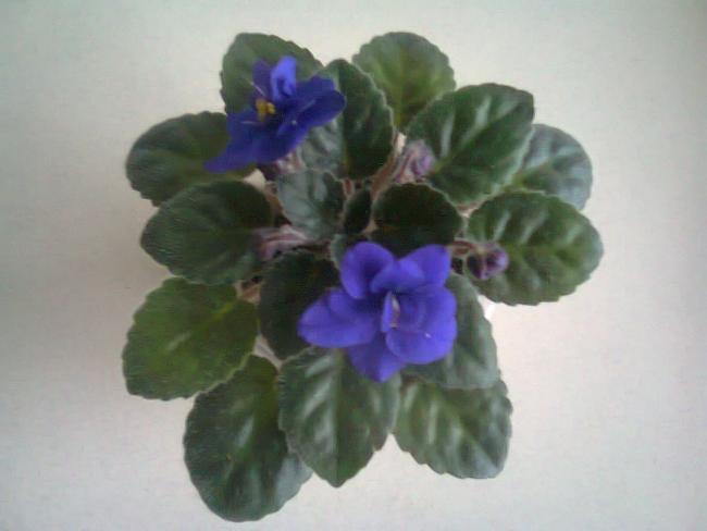 Name:  Fotoraf4350.jpg
Views: 927
Size:  26.3 KB