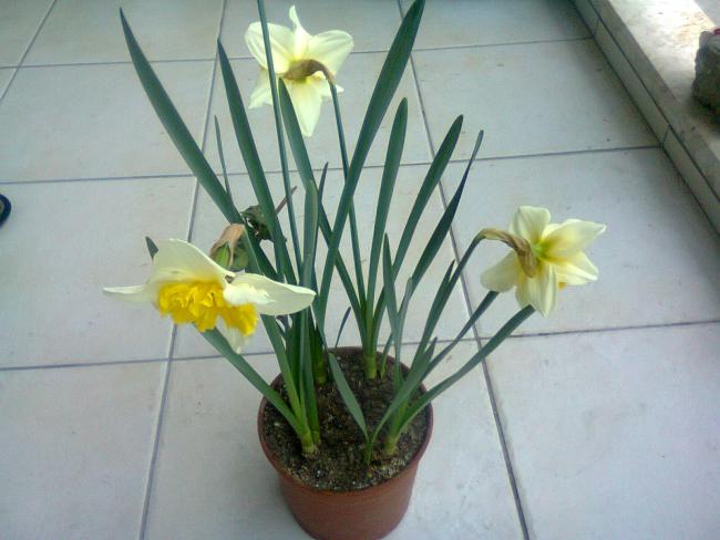 Name:  Fotoraf4359.jpg
Views: 928
Size:  39.7 KB